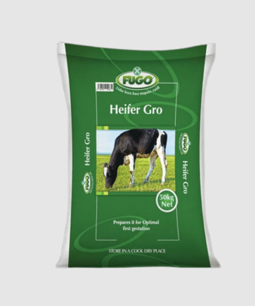 Dairy heifer fugoChemsasa