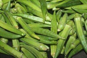 Okra continental seeds