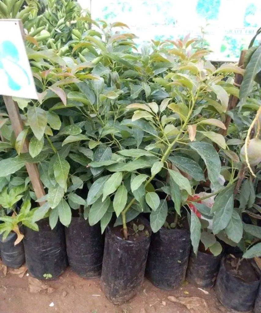 Grafted Hass Avocado