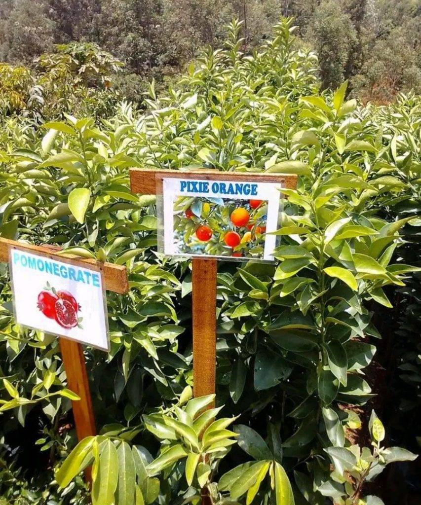 Pixie Orange seedlings
