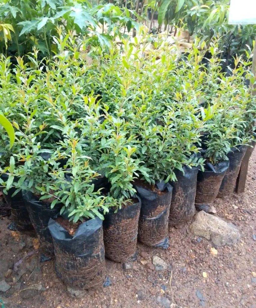 Pomegranate seedlings