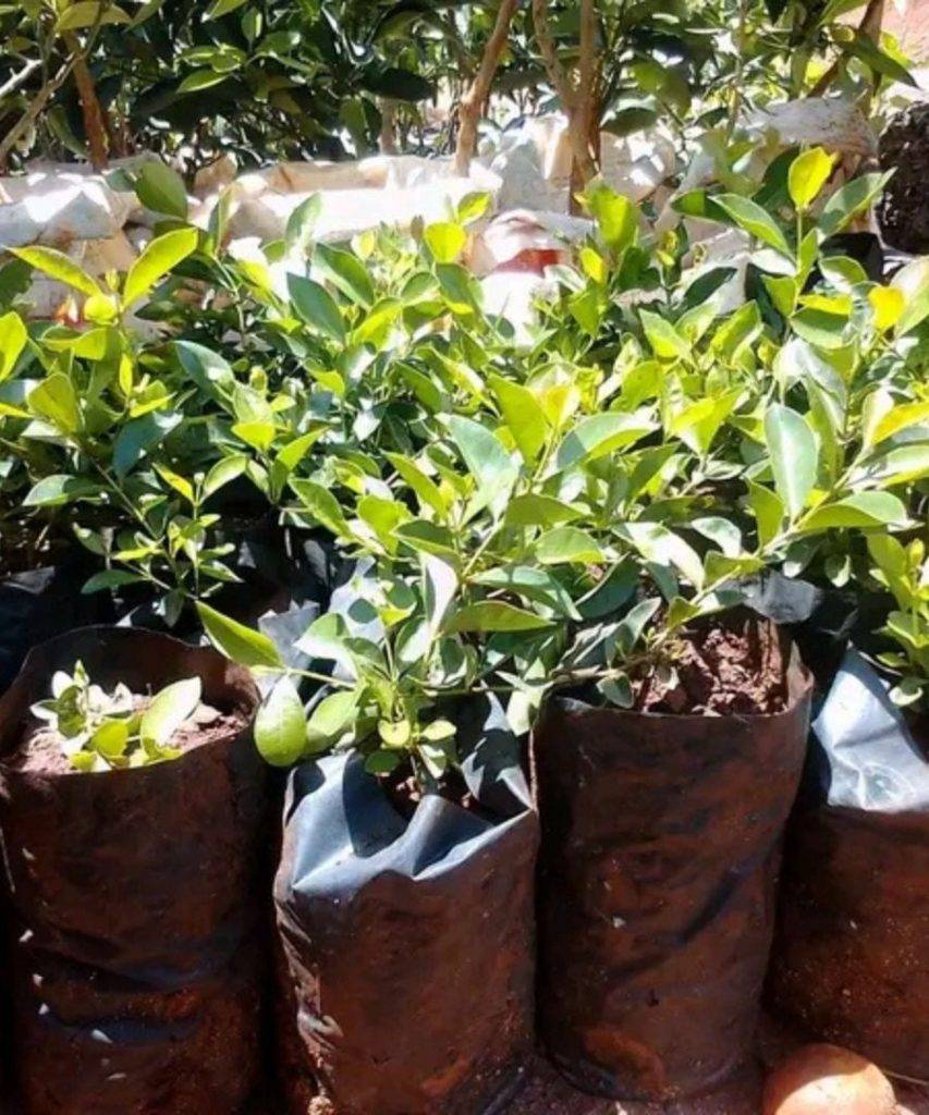Strawberry guava Seedlings