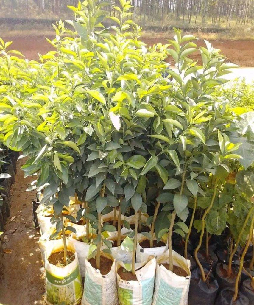 Washington orange seedling