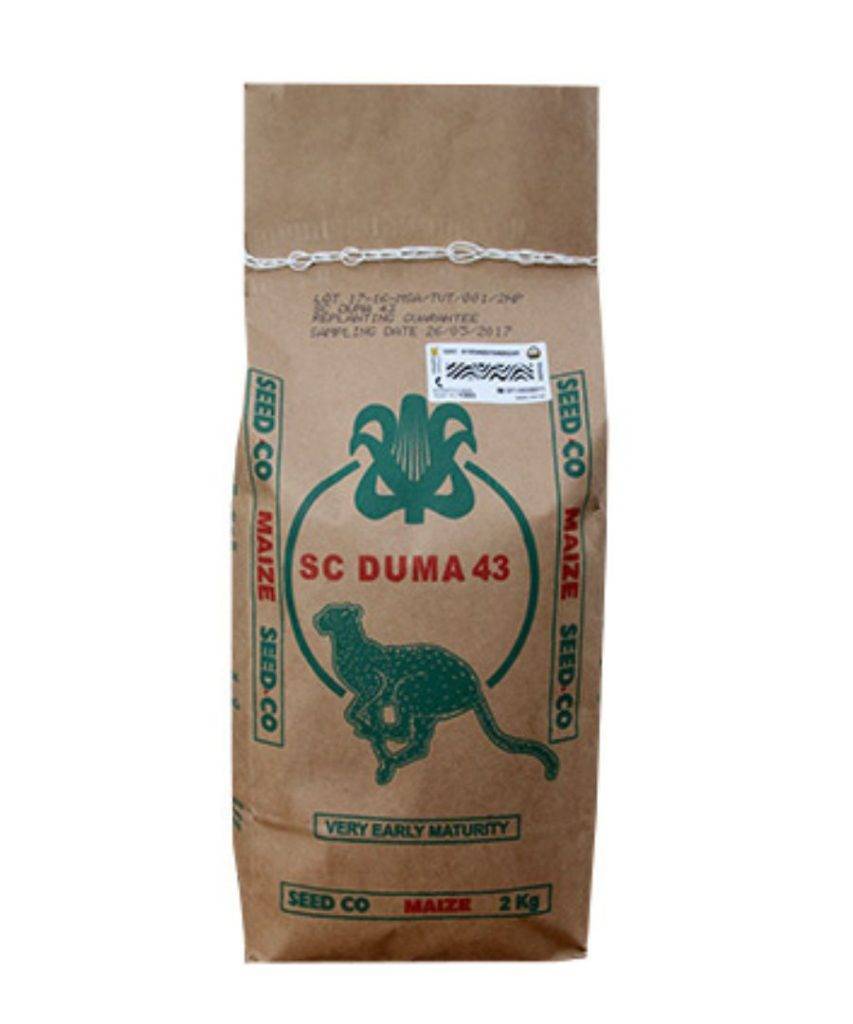 SC Duma 43 maize seeds